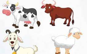 sapi dan kambing