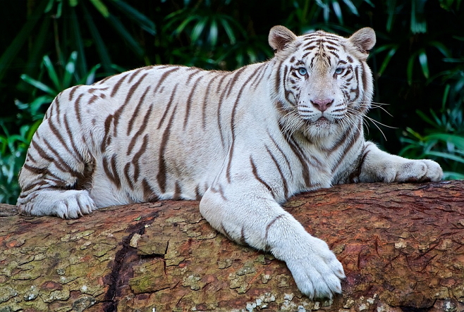 harimau putih - original size