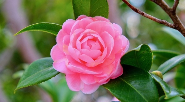 Bunga Camellia