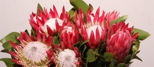 Bunga Protea