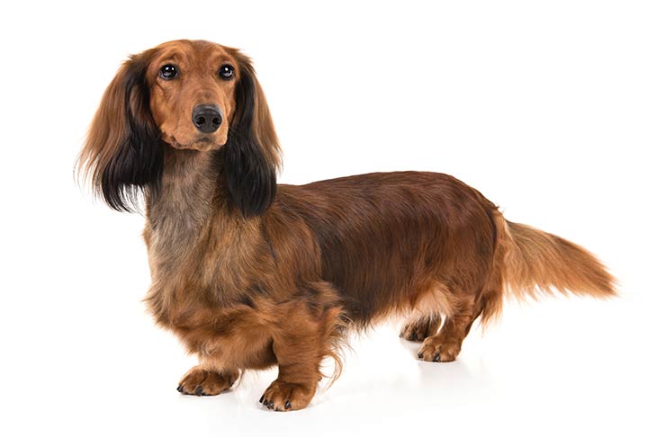 Dachshund