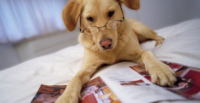 Kenali Jenis-Jenis Anjing Peliharaan Beserta Harga dan Gambarnya
