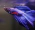 10 Jenis-Jenis Ikan Cupang yang Populer + Harganya (Terbaru 2022)