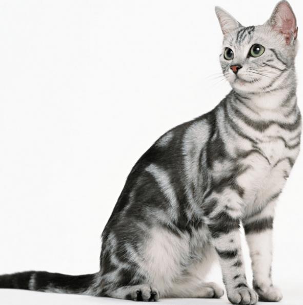 Jenis Kucing American Shorthair