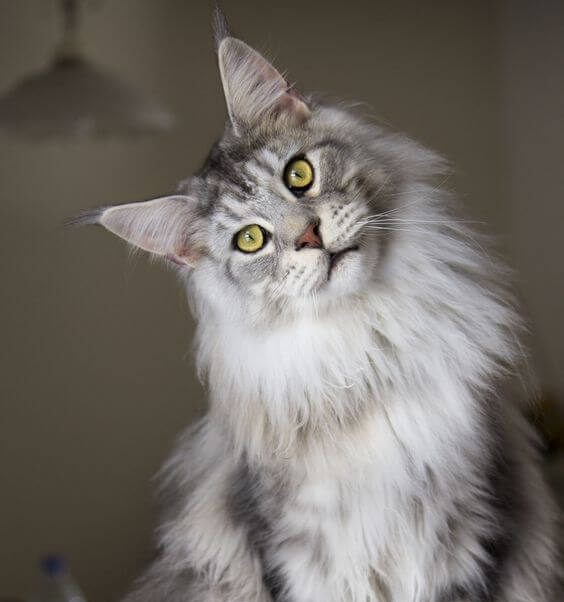 Jenis Kucing Maine Coon