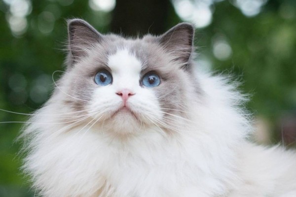 Jenis Kucing Ragdoll