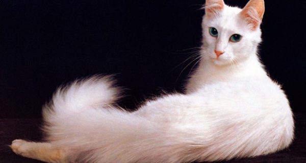 Jenis-Jenis Kucing Turkish Anggora