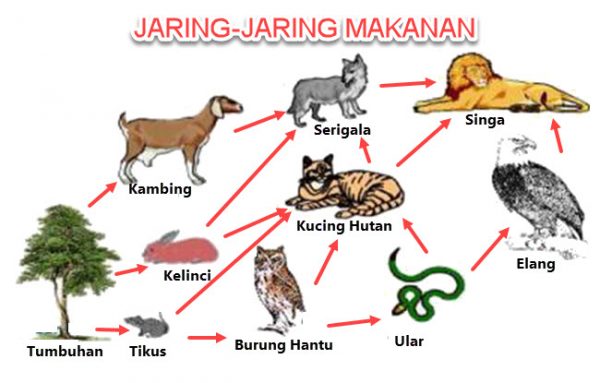 jaring jaring makanan hutan