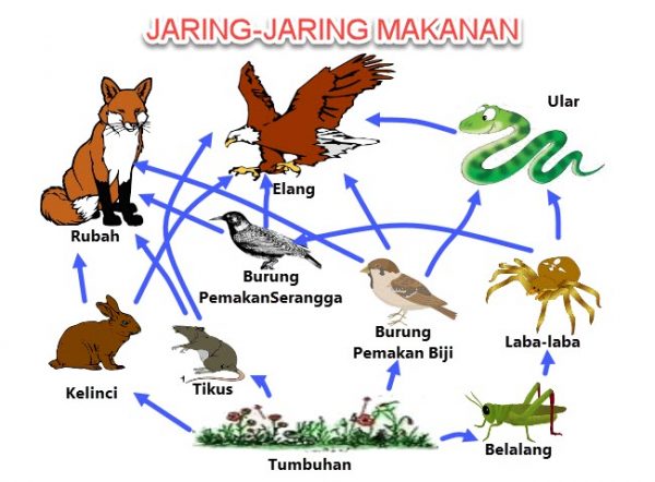 jaring jaring makanan kebun