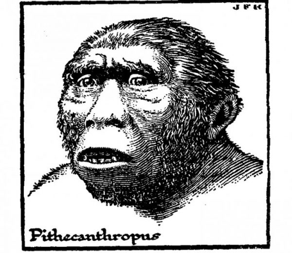 Pithecanthropus Erectus