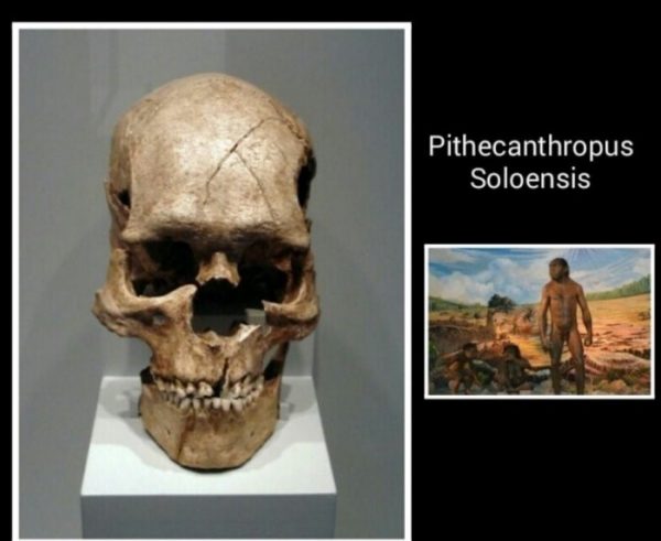 Jenis-Jenis Manusia Purba - Pithecanthropus Soloensis