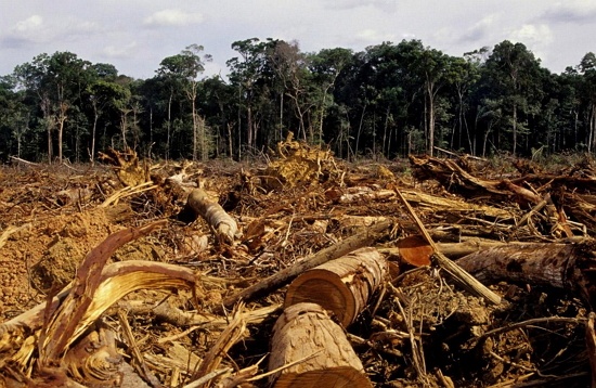Penyebab Pemanasan Global  - Pengrusakan Hutan