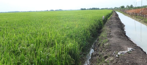 10+ Contoh Rantai Makanan di Sawah, Laut, Hutan Dll LENGKAP