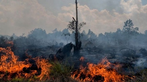 teks eksplanasi tentang kebakaran hutan