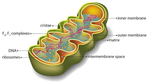 Bagian-Bagian Sel Mitokondria