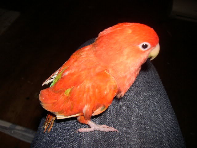 Lovebird merah