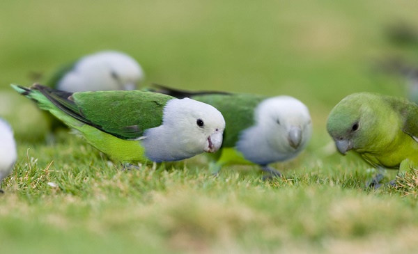 Lovebird madagaskar