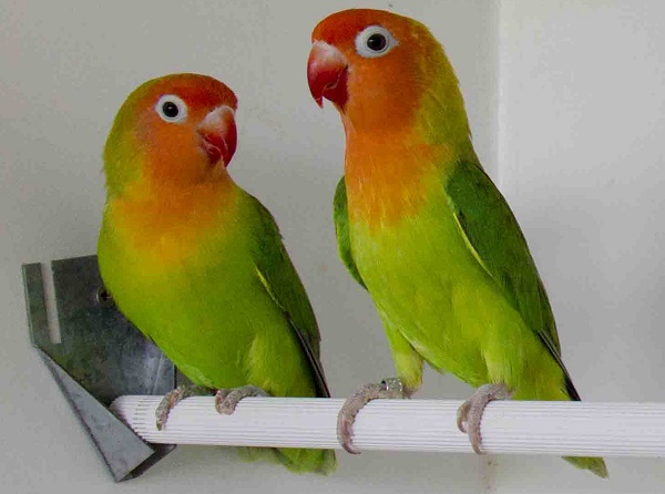 Lovebird nyasa