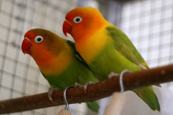 lovebird hijau standar