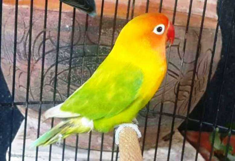 lovebird pastel hijau