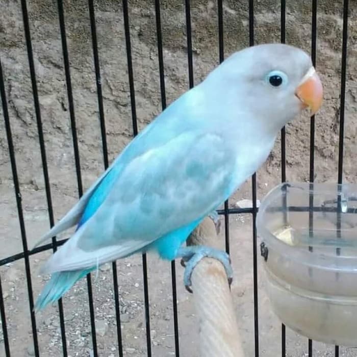 lovebird pastel biru