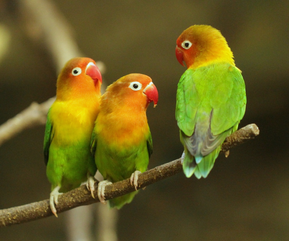 lovebird fisher