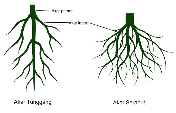 8 Ciri Ciri Tumbuhan Dikotil Beserta Penjelasannya Lengkap 