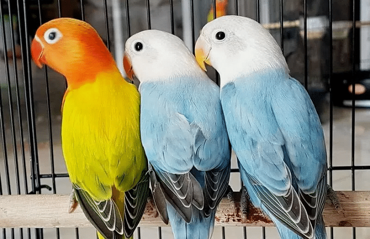 Lovebird Biola