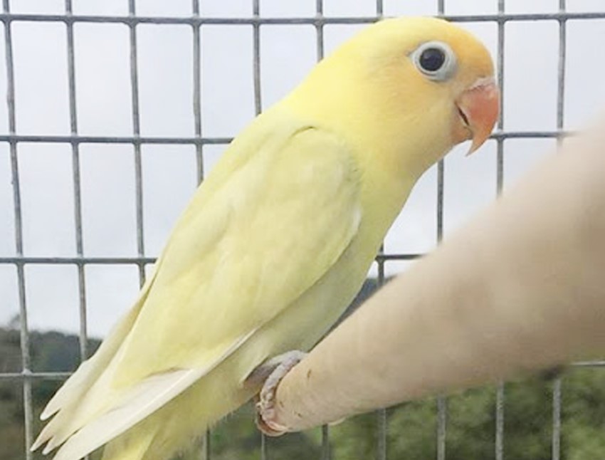 lovebird misty