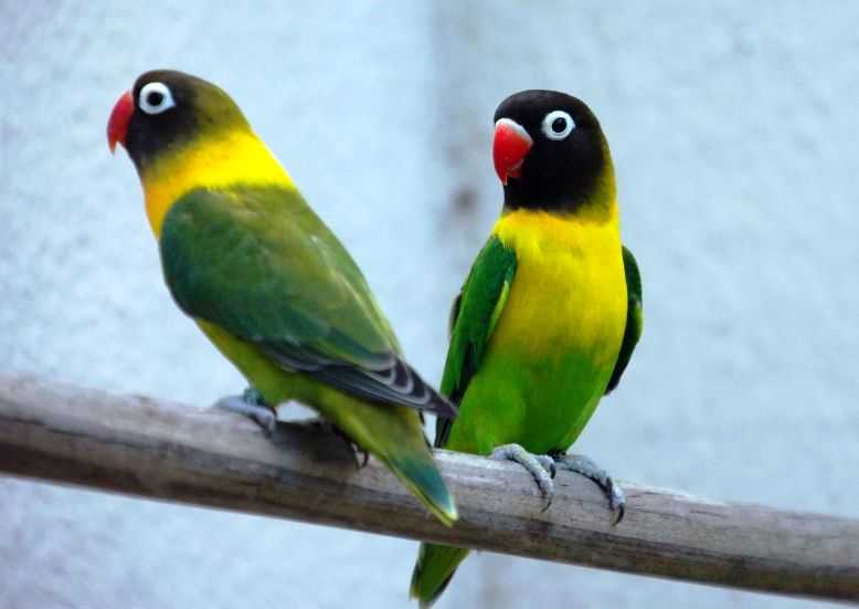 Lovebird Dakocan