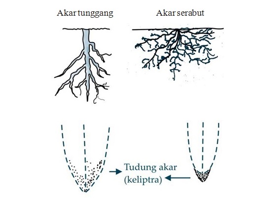 Tudung akar