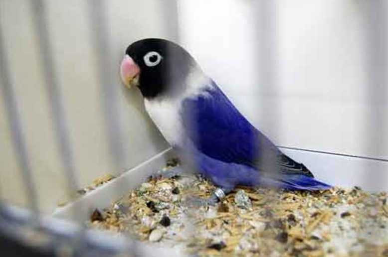 Lovebird Biru Mangsi