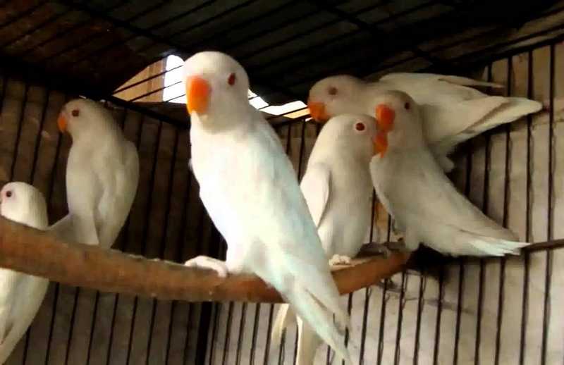 Lovebird albino