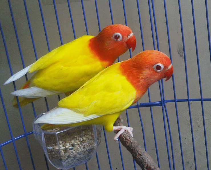 Lovebird lutino