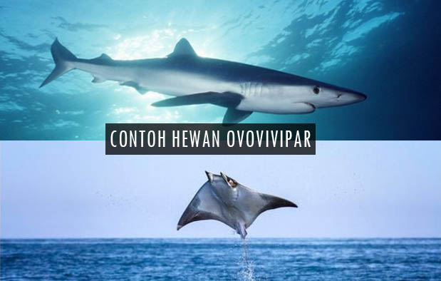 10 Contoh Hewan Ovovivipar