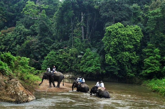 Tempat penangkaran hewan langka di indonesia ada banyak sekali salah satunya adalah penangkaran gajah yang terdapat di