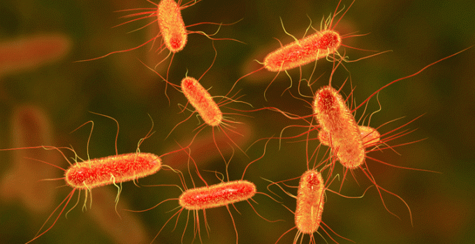 Ciri-ciri Bakteri dan Struktur Bakteri