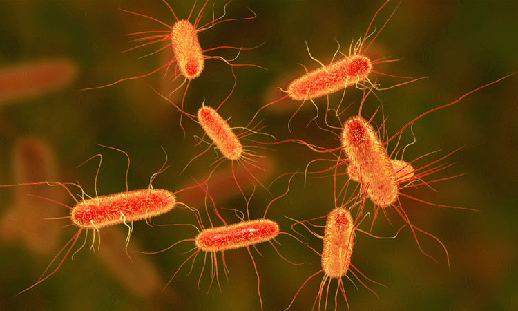 10+ Ciri-ciri Bakteri & Struktur Bakteri + Penjelasan (Lengkap)