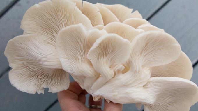 Neurospora manfaat crassa jamur BIOLOGI GONZAGA: