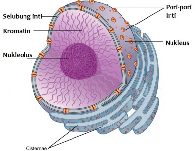 Inti sel bersifat prokariotik