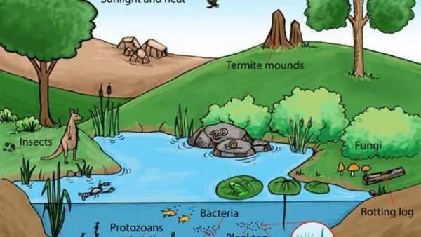 Contoh Jaring-jaring Makanan di Danau