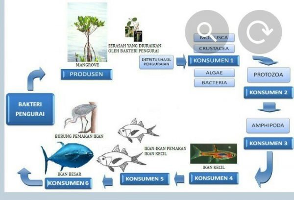 Berikut ini merupakan contoh dari jaring-jaring makanan yang ada di ekosistem hutan :