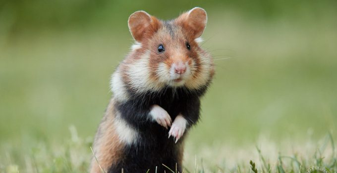 Berikut Ini Jenis-Jenis Hamster dan Penjelasannya, Lucu Banget!