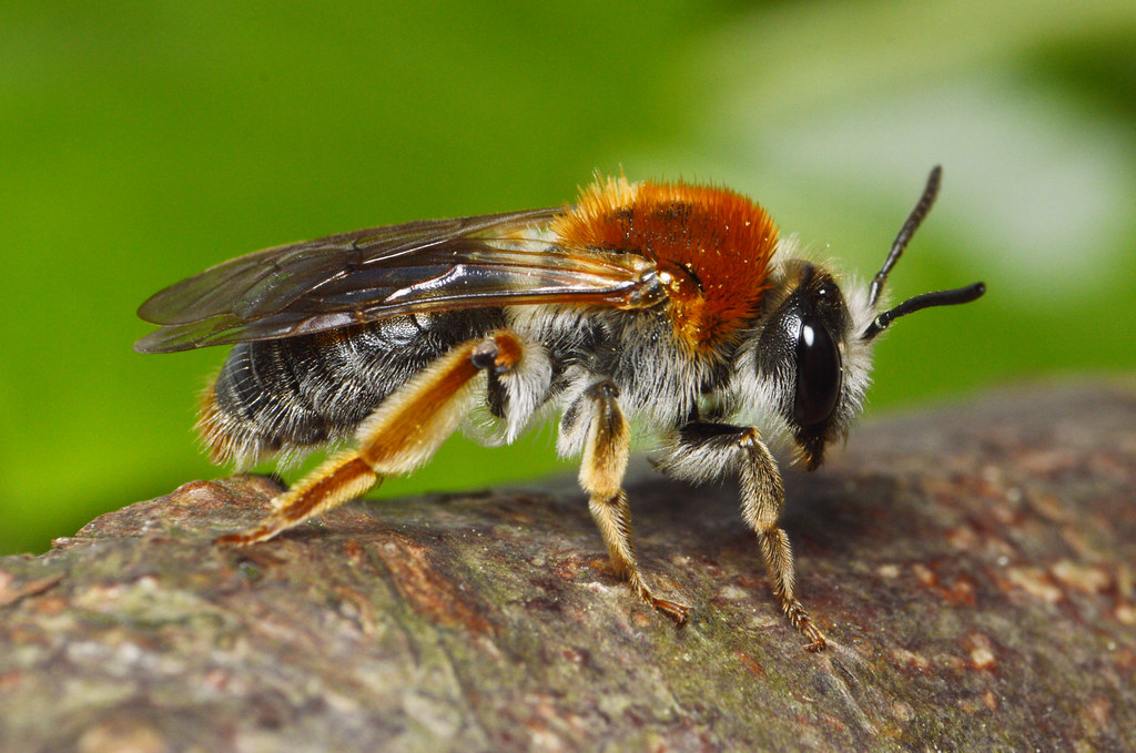 10 Ciri Ciri Insecta  Beserta Bagian Tubuhnya Penjelasannya 