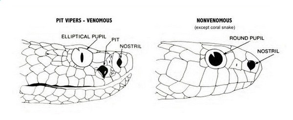 Bentuk Mata dan Lubang dekat hidung Ular berbisa dan tidak berbisa
