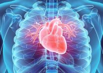 Kenali Ciri-Ciri Otot Polos, Lurik dan Jantung Beserta Penjelasannya