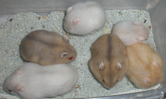 Jenis-Jenis Hamster Hybrid