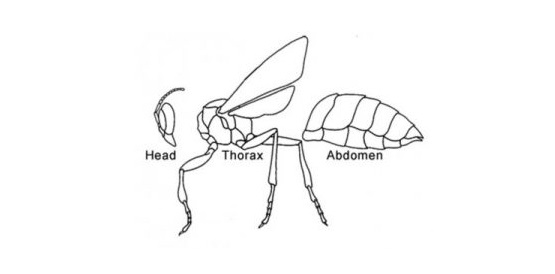 Ciri-Ciri Insecta Secara Umum