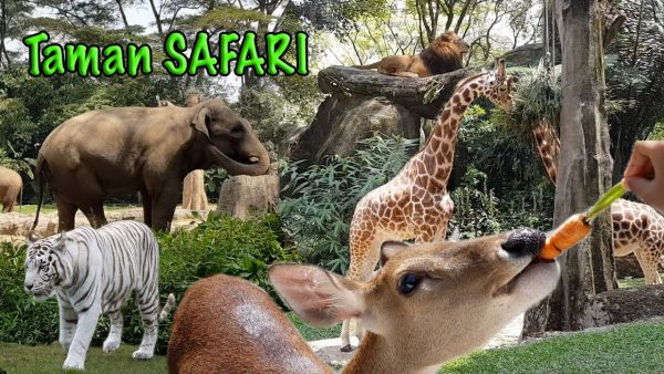 safari
